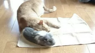 Cat Loves Guinea Pig