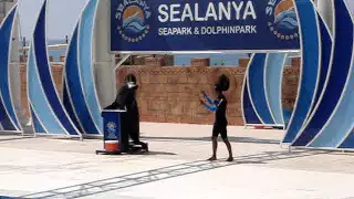 Sealanya sea lion show // Сиалания выступление морского льва