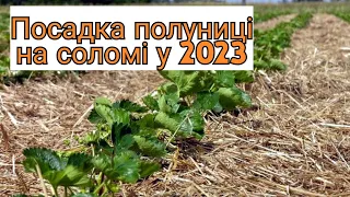 ТОП-3 причини  посадити полуницю на соломі/Вирощування полуниці на Поліссі