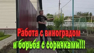 Полив винограда | Обработка винограда | Обработка газона от сорняков