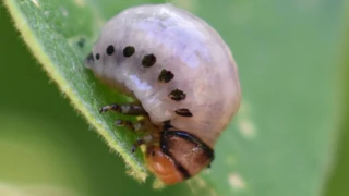 Potato Bugs