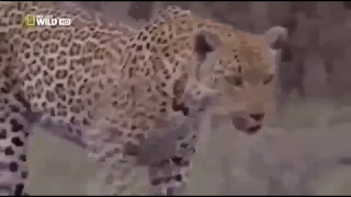 Две самки леопарда Заповедник Африки Пятнистые дикие кошки Заботящиеся матери Охота и забота