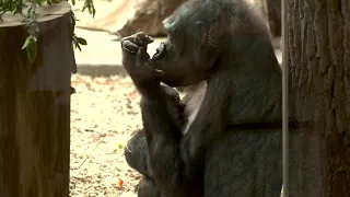 Prague Zoo welcomes second baby gorilla in three months