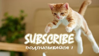 СМЕШНЫЕ КОТЫ И КОШКИ 2016 ПРИКОЛЫ С КОТАМИ И КОШКАМИ 2016 #19