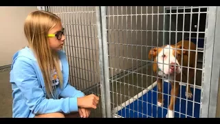 ЖИВОТНЫЕ ЗА РЕШЕТКОЙ Выброшенные собаки МОЙ РЕПОРТАЖ из приюта для животных в Orlando США ВЛОГ