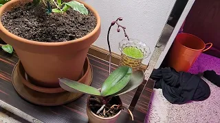 Setting up a new indoor lemon tree time-lapse! only 100 watts will it grow?