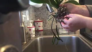 How I water my orchids
