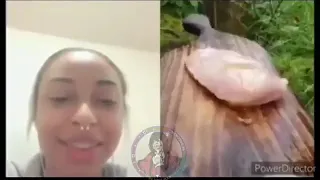 Chicken Breast Reaction Tiktok