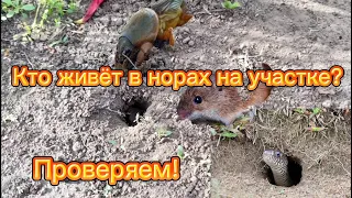 Норы на садовом участке. Кто их роет и живёт в них? Решили проверить!