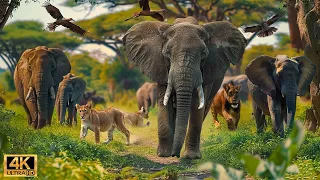 4K African Wildlife: What Happen Next in Nature | Wildlife Secrets - Relaxing Nature In 4K #3