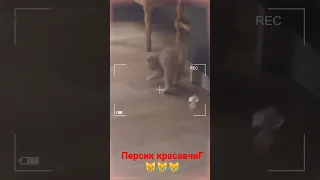 Персик красавчиГ🤣😻😻😂