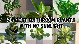 24 Best Bathroom Plants for Purifying Air | No Sunlight Bathroom Plants | Indoor Plants