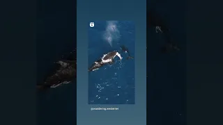 orcas eating a great white shark from the sky