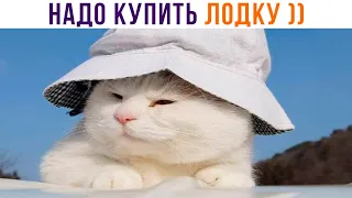 НАДО КУПИТЬ ЛОДКУ ))) Приколы с котами | Мемозг 1127