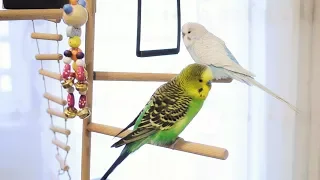 3 Hour Budgie Sounds for Lonely Budgies