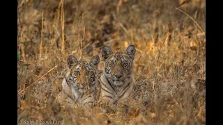 TADOBA KOLSA BIKERS AND WILDLIFE