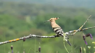 Beautiful Birds In The World  - 4K | Nature's Beauty