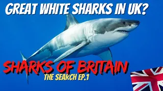 GREAT WHITE SHARKS in Britain? What's happening! 🦈