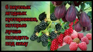 Какие вкусные ягодные кустарники лучше сажать осенью