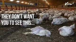 Here's What Really Goes on in UK Chicken Farms
