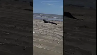 Alligator spotted on Texas beach in Sabine Pass