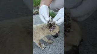 Birkaç aylık bir köpeğin üzerindeki yüzlerce kene