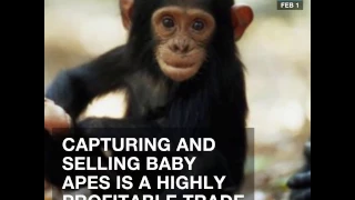 Baby Chimpanzee Trafficking Network Discovered in West Africa