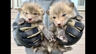 Baby Fox Frenzy | Too Cute For Words!