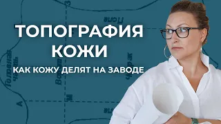 Топология кожи, топология шкур. Как делят натуральную кожу на заводе. Как выбрать кожу для изделий