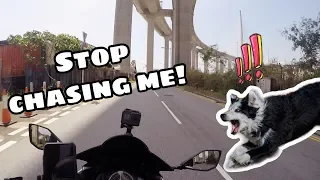 DOG chasing motorcycles!! (motovlog)