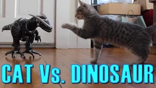 Cat Vs. Dinosaur - Cat Spooked, Then Befriends a Robot Dinosaur - Maya The Cat