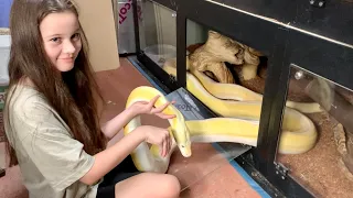 16ft Reticulated Python displays relaxed, almost submissive behaviour