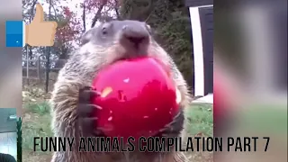 Amazing Funny Animals Compilation 7 Videos  that will make you laugh, guaranteed.