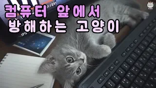 컴퓨터하는데 방해하는 고양이