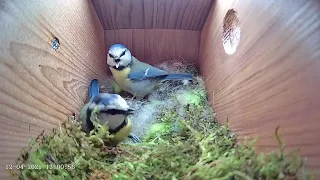 12 April 2021 - Blue tit nest box live camera highlights