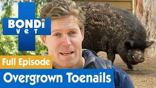 🐷 Pig Trouble In Little Pig Town | FULL EPISODE | S8E7 | Bondi Vet