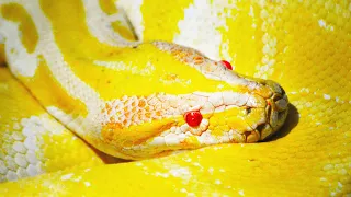 Giant Burmese Python Invasion Causes Chaos For City Inhabitants | Python Hunters | Real Wild