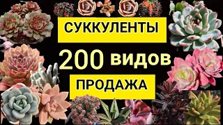 Суккуленты.ПРОДАЖА.200 видов. Июль.