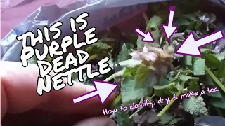 One of The Best Purple Dead Nettle Uses... Purple Deadnettle Tea!