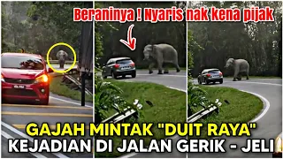 🔴Gajah mintak "DUIT RAYA", kereta nyaris nak kena PIJAK ! Kejadian di Jalan Gerik - Jeli.