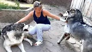 💘Мои любимые Маламуты. My favorite Malamutes.