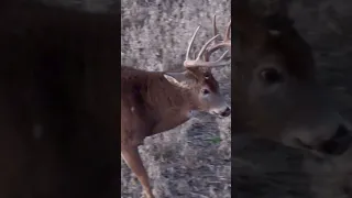 This Cold Front In Iowa Has Us About As Fired Up As This Buck! Who's Been Waiting For This Front?