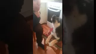 Учим Хаски выть  husky learns to howl