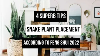 4 Superb Tips Snake Plant Placement: According To Feng Shui 2022