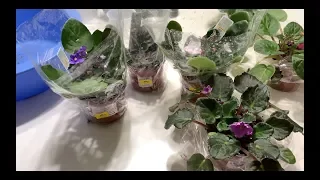 $1 African Violets For Beginners