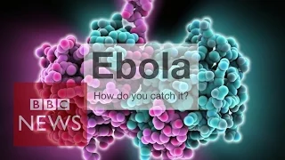 Ebola: How can you catch it? BBC News