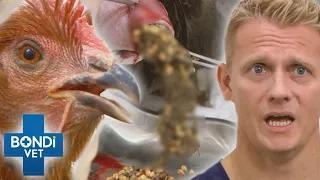 Gunk Removed From Overflowing Chicken Neck 🤮 | Bondi Vet Clips | Bondi Vet