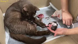 Cat Giving Birth: Cats with chocolate colored fur give birth - Part 1.
