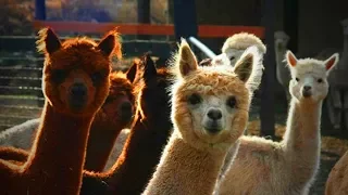 Cute Llamas 😍😂 Funny and Cute Llamas [Funny Pets]