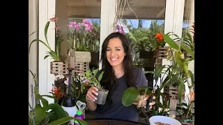 How to Mount Phalaenopsis Orchids on Trees, Orchid Care, Orchid Diva